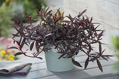 Fami通新一周销量榜：《怪物猎人崛起+曙光套装》登顶